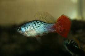 Redtail Blue Variatus Goliad Farms Cool Fish Fish Tropical Freshwater Fish
