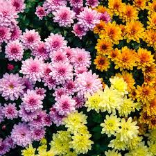 When growing mums, youll find plants that are dwarf to giant, in colors from white and yellow to the deepest burgundy and purple. How To Plant Chrysanthemums Best Time To Plant Mums