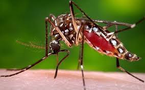 Image result for pictures of zika virus in brazil