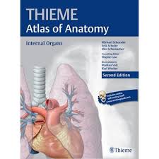 Find great deals on ebay for atlas of anatomy thieme. Internal Organs Thieme Atlas Of Anatomy Callisto Ro