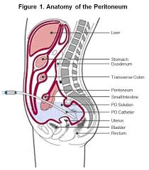 Peritoneum Pic 1 Png 518 592 Medecine
