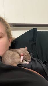 Itchy new kitten, tried coconut oil