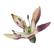 Image result for Pentadiplandra