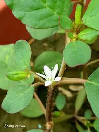 Image result for Trianthema portulacastrum