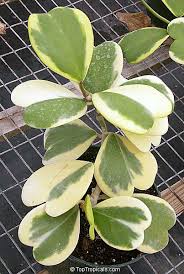 Our hoya kerrii plants ship in 6 nursery pots with detailed care instructions. Hoya Kerrii Wax Hearts Sweetheart Hoya Valentine Hoya Heart Leaf Toptropicals Com