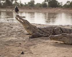 Image of Nile crocodile emerging from the water in a lush African river