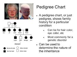 Pedigrees Genetic Analysis Learning Objectives By The End