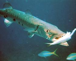 Image of Predatory fish