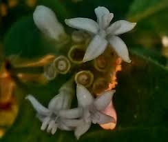 Image result for Sabicea dinklagei