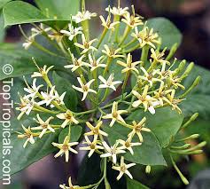 Image result for Tarenna