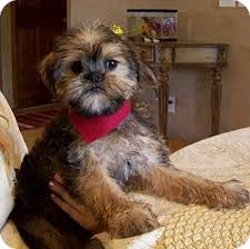 Since the shinese is a mixed breed and not a purebred breed, it isn't as expensive as the parent parts of this breed. St Louis Mo Shih Tzu Meet Jasper A Pet For Adoption