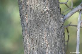 Image result for Terminalia sericea