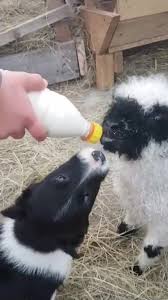 It S Hard To Resist The Temptation Gif Funny Animal Clips Funny Animal Videos Cute Creatures