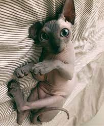 Pinned Repinned By Jacquiandscott And Jacquelinehyland Come Follow Us Together We Manage More Than 500 Cute Hairless Cat Baby Animals Cute Baby Animals