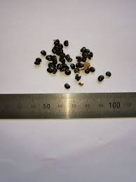 Image result for Rhynchosia galpinii