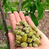 Home fruit growers regularly report difficulty producing stone fruit because of disease. 1