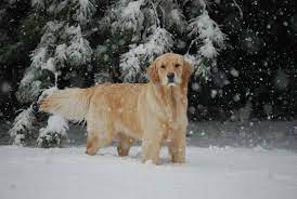 We accept deposits of $250.00 on puppies after they are born. Golden Retriever Puppies Denver Colorado Petsidi