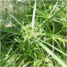 Image result for Cyperus longicarpus