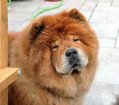 Image result for pets