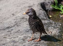 The European Starling