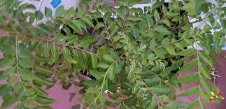 Finally decided to change the soil. How To Grow Curry Leaf Plants In Containers My Organic Garden