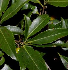 Image result for Elaeodendron