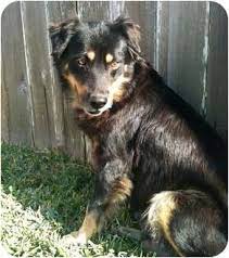 Rottweiler puppies for sale in pennsylvania this page contains a list of all the rottweiler breeder. Australian Shepherd Rottweiler Mix Good Idea Karen Shanley