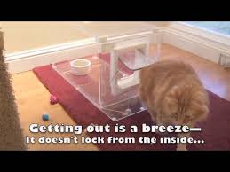 First, your dog will eat their food at lightning speeds in the morning. How To Keep Your Dog From Eating Your Cat S Food Feeding And Litter Box Solution Meowspace Youtube