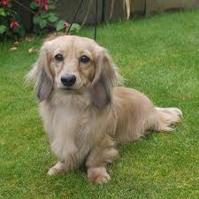 Long haired, short haired & more. Dinkidax Miniature Dachshunds
