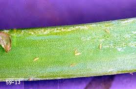 Image result for Onion Thrips