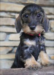 Cute Wirehaired Dachshund Wirehaired Dachshund Puppy Wire Haired Dachshund Dachshund Puppies