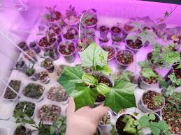 Image result for Cyclantheropsis parviflora