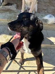 Hopeland Dog Sanctuary
