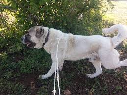 Isteyene Satariz Corc Ve Ala Amasya Kangal Coban Kopekleri 05 Facebook