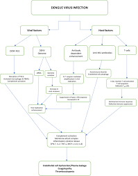 The virus is deposited in the skin by the vector, within few days viremia occurs, lasting until the 5th day for the symptoms to show. Current Understanding Of The Pathogenesis Of Dengue Virus Infection Springerlink