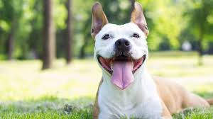 In pet vet animal hospital, your animal friends need tender love and care. Brexit Will I Still Be Able To Take My Pet To The Eu Bbc News