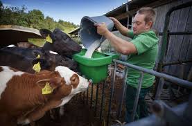 We did not find results for: Betriebshelfer In Der Landwirtschaft Was Tun Wenn Der Bauer Krank Ist Baden Wurttemberg Stuttgarter Nachrichten