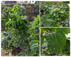 Image result for Vernonia lasiopus