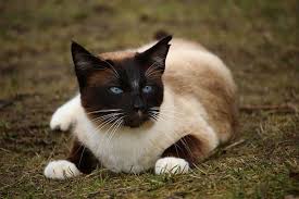 Man schrieb den siamkatzen spirituelle kräfte zu. Siamkatze Tierisch Verliebt De