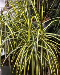 Image result for dracaena