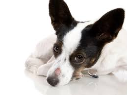 How To Treat Ringworm In Dogs The lockdown made some people do wierd shit. how to treat ringworm in dogs