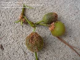 Start date jun 16, 2018. Pear Tree Fruit Diseases Fruit Trees