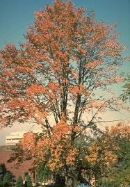 Image result for Fraxinus americana