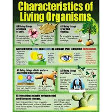 Living Organisms Poster Set Organs