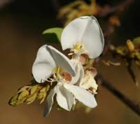 Image result for Baphia massaiensis