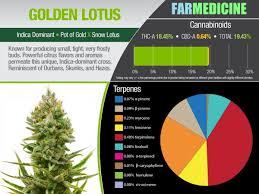 Golden Lotus Hybrid Marijuana Flower Cannabis Strain