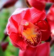 大花蕙兰by fu shang on 500px flowers plants rose