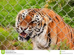 Image result for tiger in the zoo