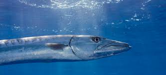 Character » barracuda appears in 55 issues. Oceania Palau Great Barracuda Sphyraena Barracuda Stockphoto
