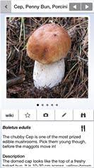 Is that a cep, a chanterelle, or something that could kill you? New Mushroom Toadstool Identification App The First App Dedicated Solely To British Fungi